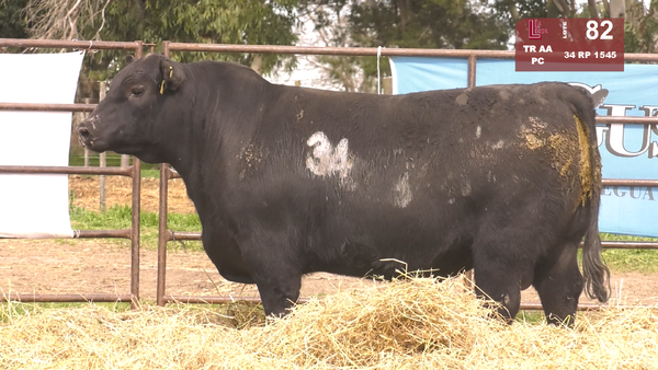 34 1545 — TOROS ANGUS NEGROS  PC