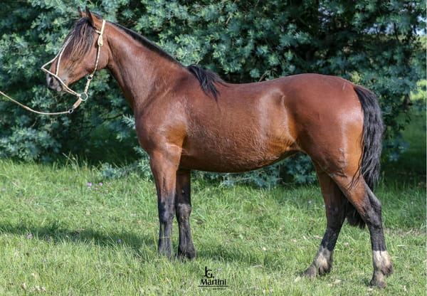 Lote Serpentina Caraguatá