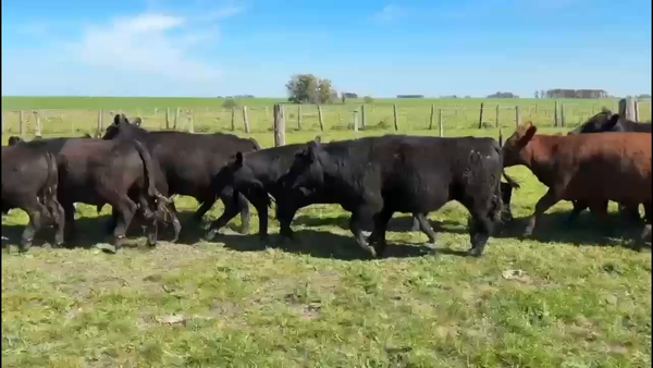 Lote 70 Novillitos