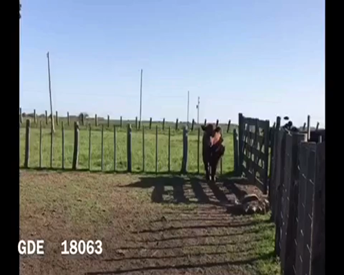Lote 1 Toros en Punta Indio, Buenos Aires