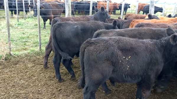 Lote 23 Terneros/as en arboledas, Buenos Aires