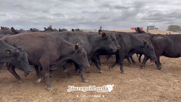 Lote 69 Vacas usadas preñadas