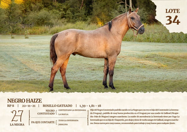 Lote NEGRO HAIZE