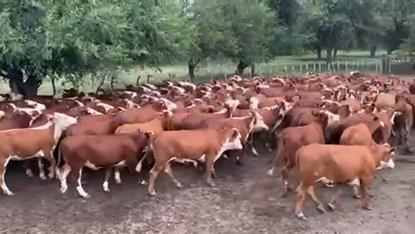 Lote 170 Vaquillonas P/ entorar en La Paz, Entre Ríos