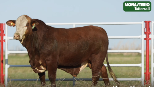 Lote TOROS GENERALES, CONTROLADOS Y REGISTRADOS