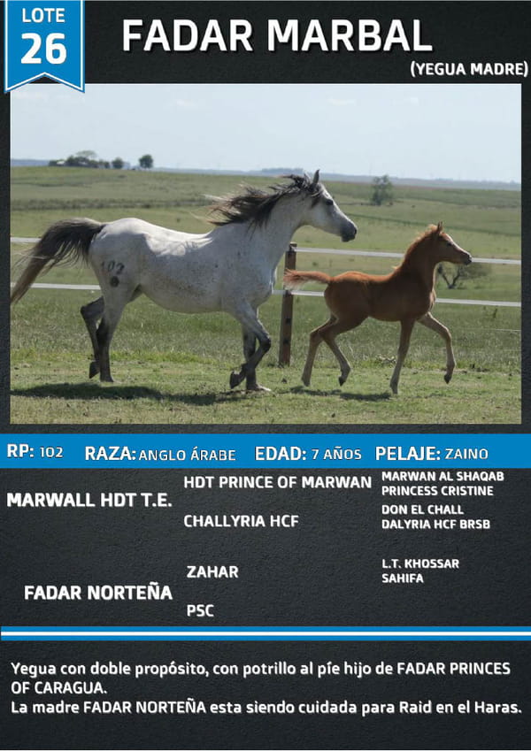 Lote FADAR MARBAL