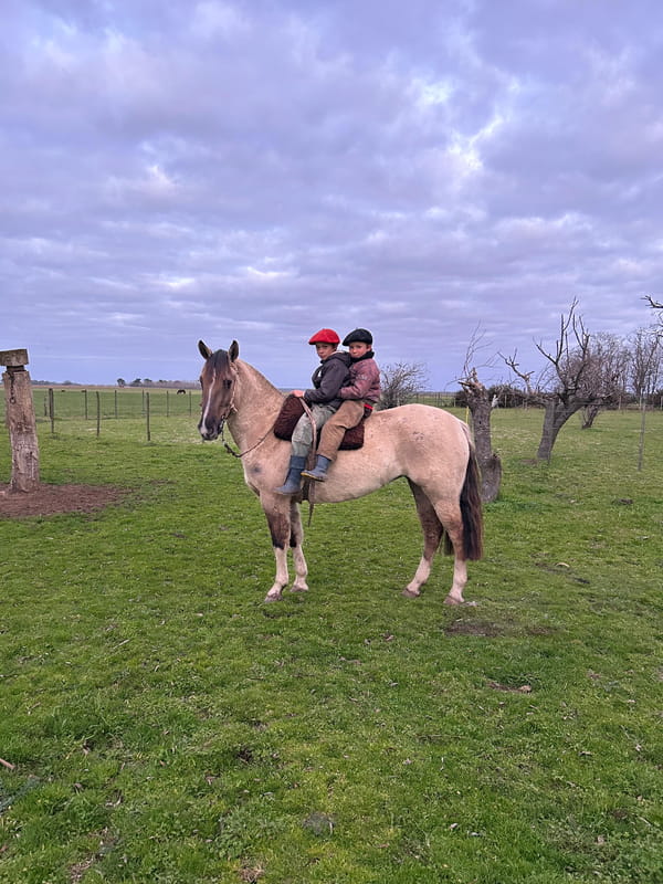 Lote YEGUA CRIOLLA DE ANDAR