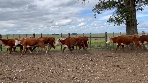 Lote Vacas Preñadas