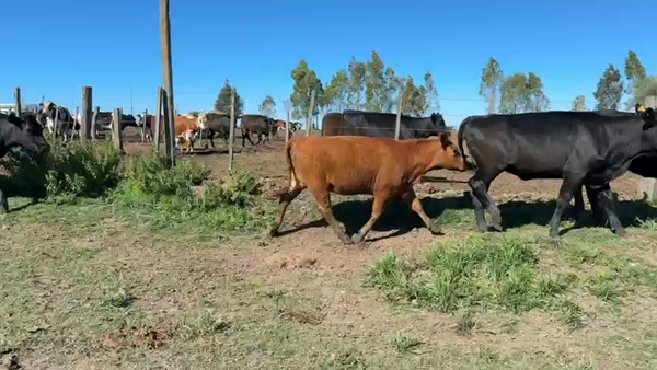 Lote VAQUILLONAS 1 a 2 AÑOS