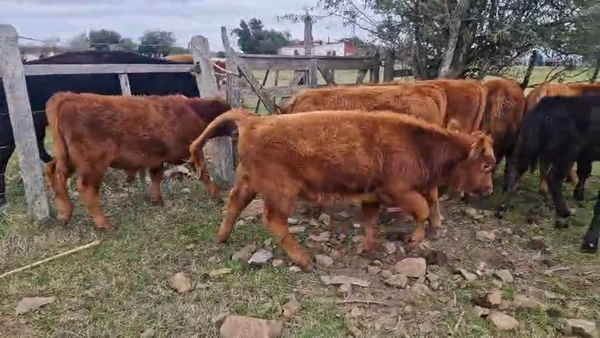 Lote 9 Terneros 197kg - , San José