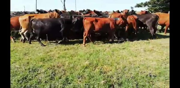 Lote 55 Novillos en Villaguay, Entre Ríos