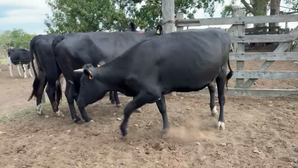 Lote 3 Vaquillonas , San José