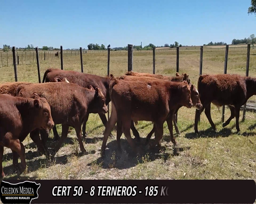 Lote (Vendido)8 Terneros 4RAxHE, 3RA, 1NOxRA 185kg -  en , RUTA 33 KM 47