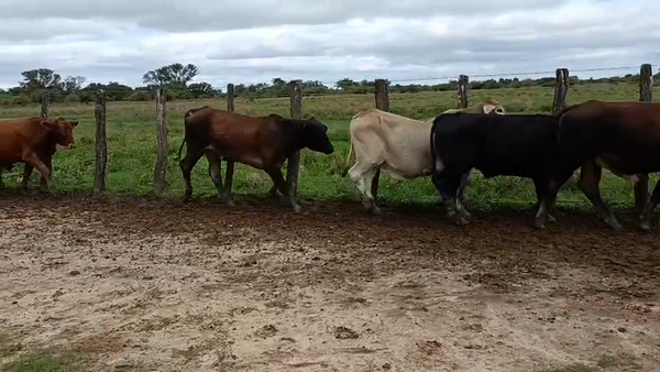 Lote 42 Novillos