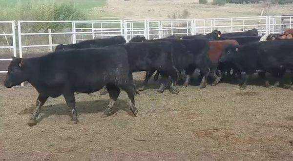 Lote 50 Terneros 35 AA -  15AA/ HE 280kg -  en PICADA BENITEZ