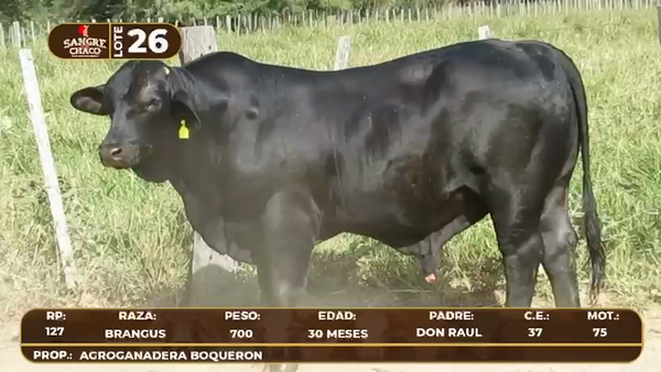Lote Lote 26