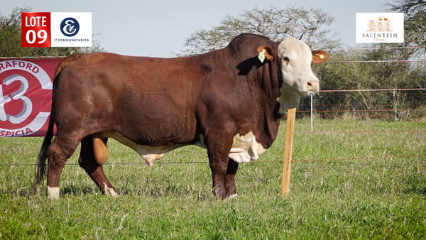 Lote LOTE 9 - TORO BRAFORD NO. 21