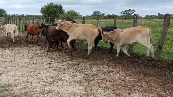Lote 38 Novillitos