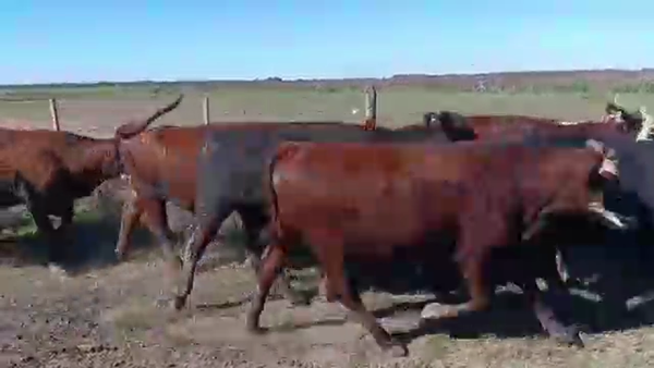 Lote 450 Novillitos en San Cristóbal, Santa Fe