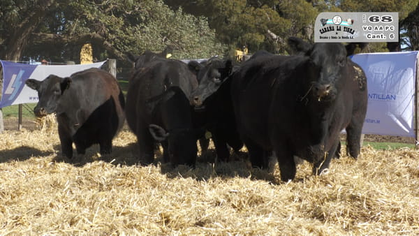 Lote VAQUILLONAS  PC  PARICION PRIMAVERA