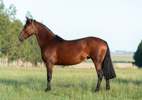 Lote PREÑEZ DE LAS CALLANAS MIL RAZONES X AVERÍAS HILANDERA