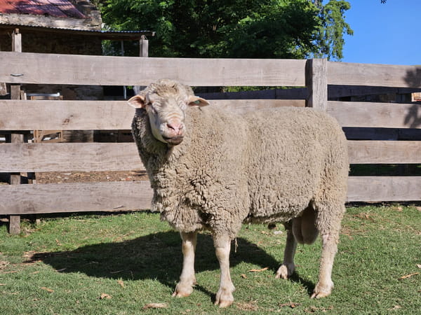 Lote Carneros, Lavalleja