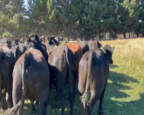 Lote 50 Novillo Engorda en Coyhaique, XI Región Aysén