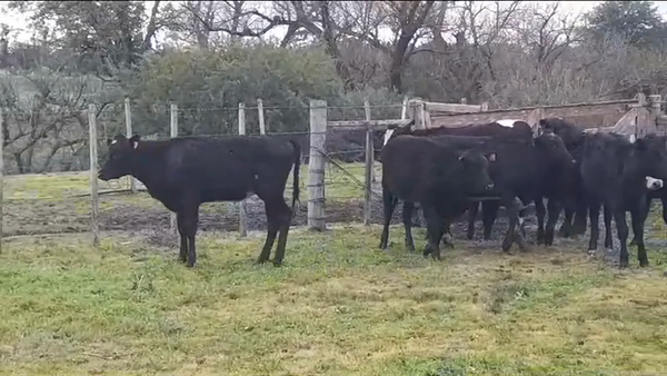 Lote TERNERAS