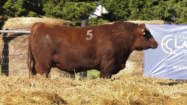 Lote TOROS ANGUS PURO CONTROLADO