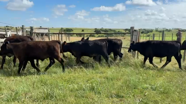 Lote TERNEROS Y TERNERAS