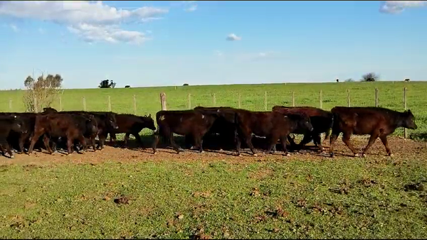 Lote 140 Terneras en Bolívar, Buenos Aires