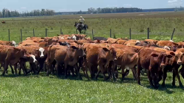 Lote 75 Terneros en Ituzaingó, Corrientes