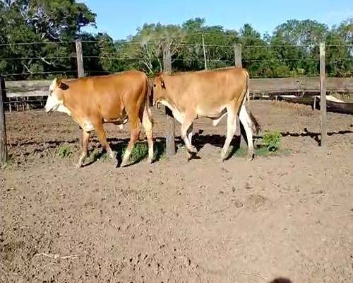 Lote 110 Terneros en Misión San Fco., Formosa