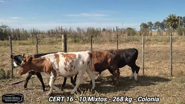 Lote 10 Terneros y Terneras en Agraciada, Colonia