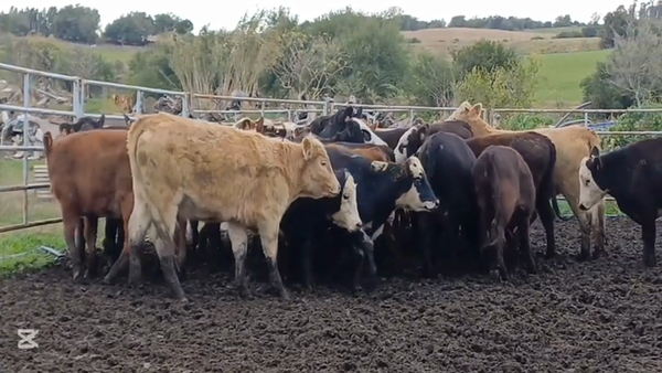 Lote VAQUILLONAS 1  A 2 AÑOS