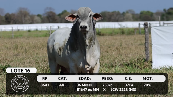 Lote LOTE 16