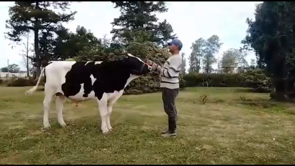 Lote Don Francisco - Toro RP 5396