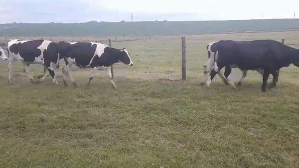 Lote (Vendido)7 Novillos Holando HOLANDO 385kg -  en AGRACIADA