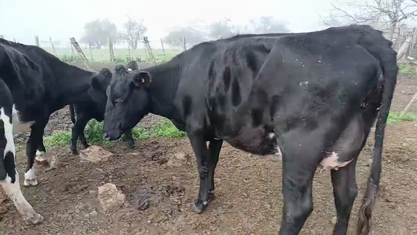 Lote 9 Vaquillonas  400kg - , San José