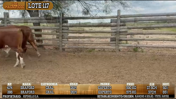 Lote LOTE 117 - PANTALLA