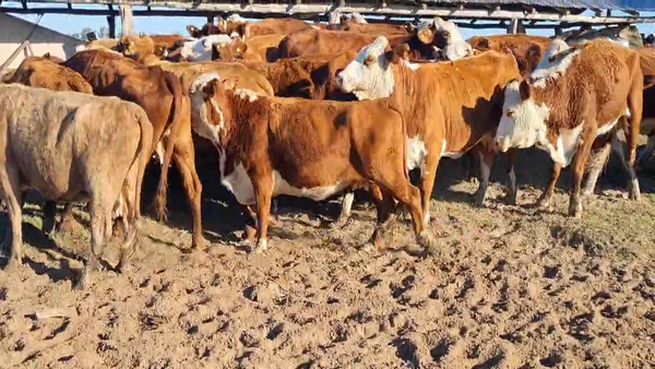 Lote vacas de invernada