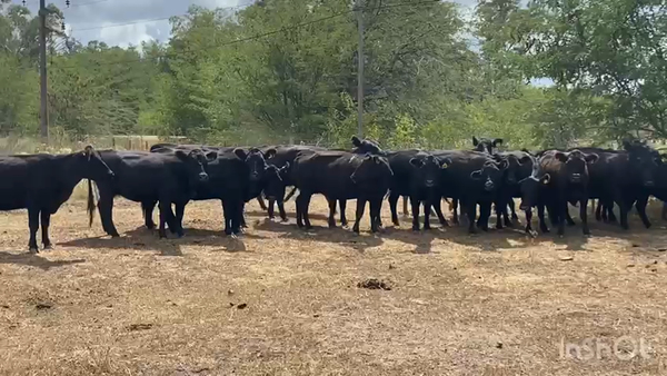 Lote 17 Vacas C/ gtia de preñez en Brandsen, Buenos Aires