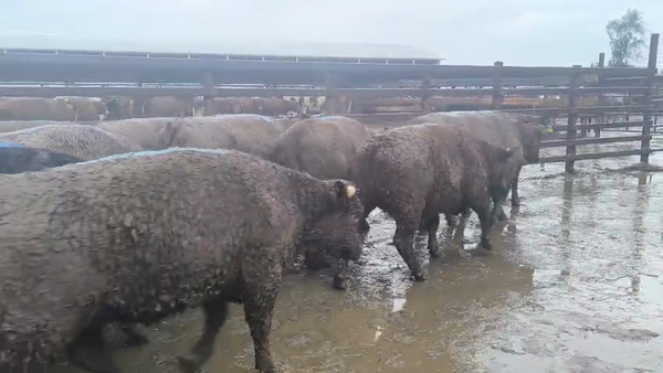 Lote 20 Vaquilla Gorda en Los Ángeles, VIII Región Biobío