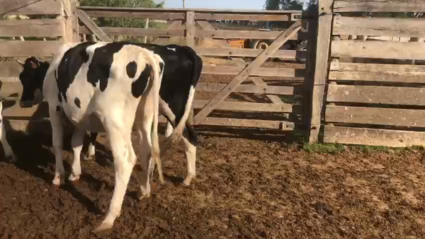 Lote 5 Vaquillonas Holando