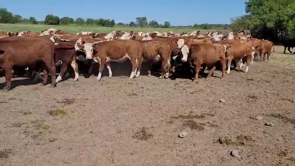 Lote 120 Terneros en Villaguay, Entre Ríos
