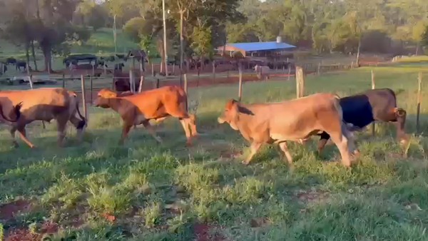 Lote 65 Terneros/as en Misiones, Cmte. Andresito