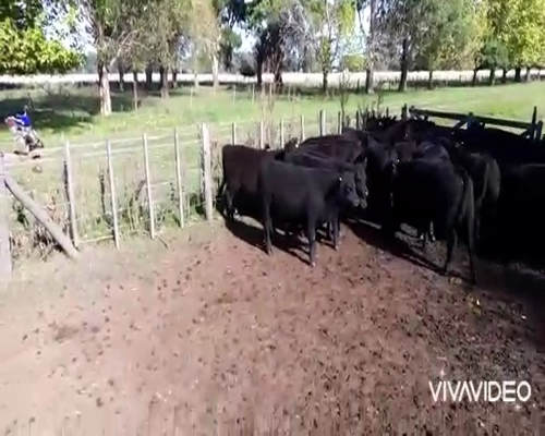 Lote 40 Terneros en San Vicente, Buenos Aires