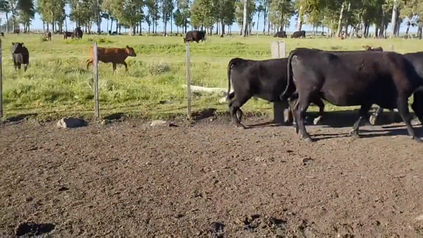 Lote Vacas Preñadas
