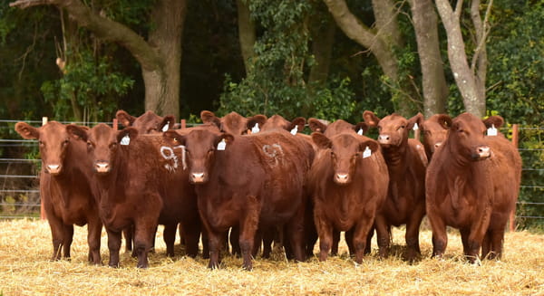 Lote VAQUILLONAS ANGUS PC PRIMAVERA