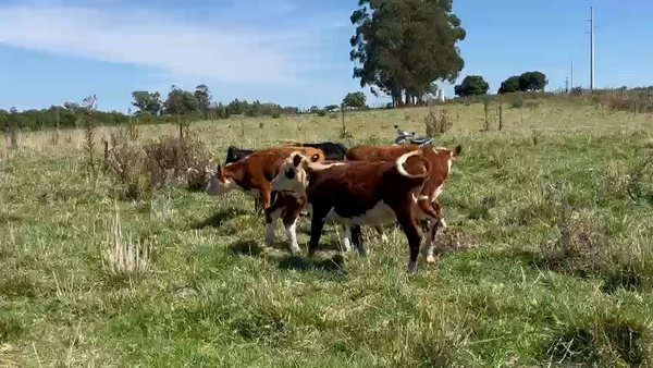 Lote 5 Vaquillonas , San José